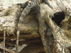 Leguan im Manuel Antonio Nationalpark - Costa Rica